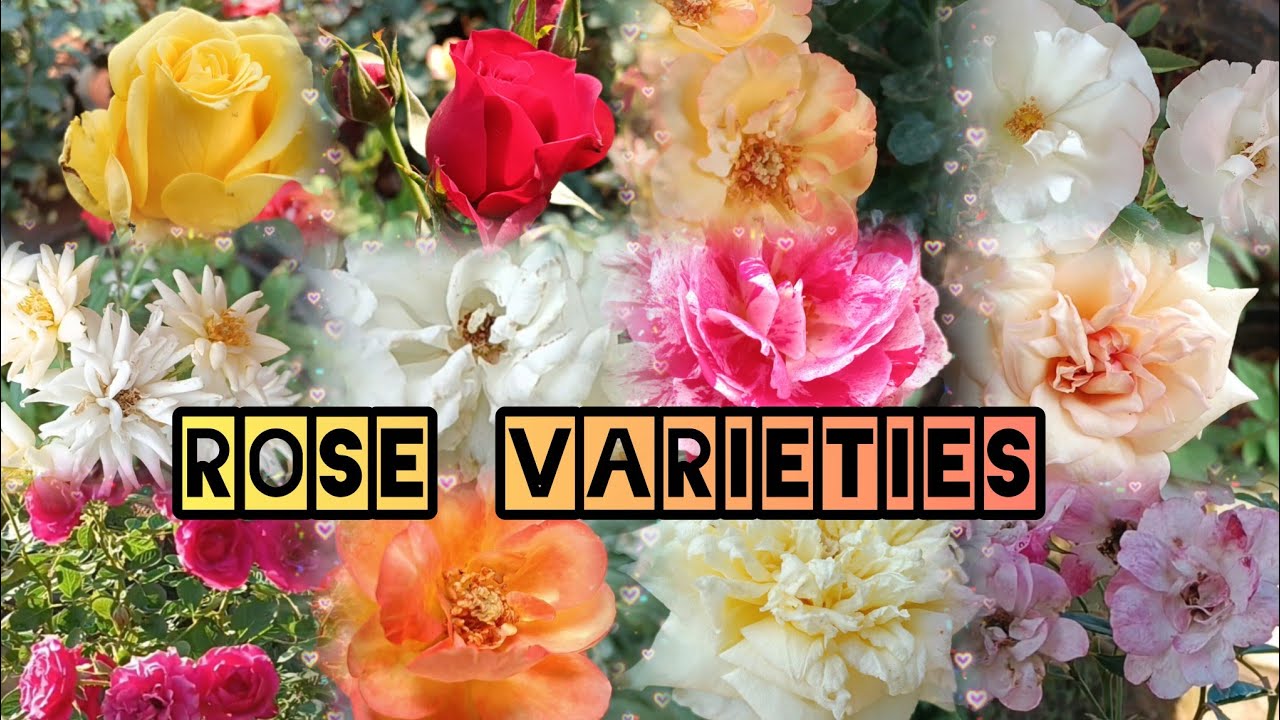 Rose Varieties 😍