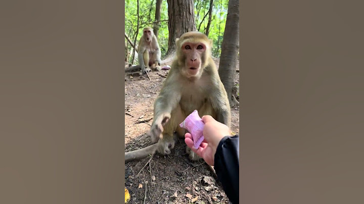 Čist majmun takođe bira majmuna koji trlja hleb