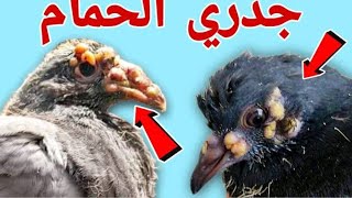 علاج مرض الجدري عند الحمام نهائيا عملي 🔥 اسباب المرض 🦅 والوقايه