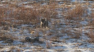 Awesome Coyote Hunting in the South Dakota Sandhills.  Predator Hunting: SUPPRESSED 'LUCID'