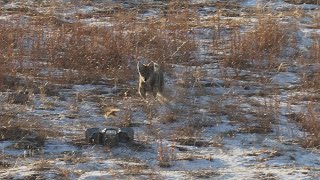 Awesome Coyote Hunting in the South Dakota Sandhills. Predator Hunting: SUPPRESSED "LUCID"