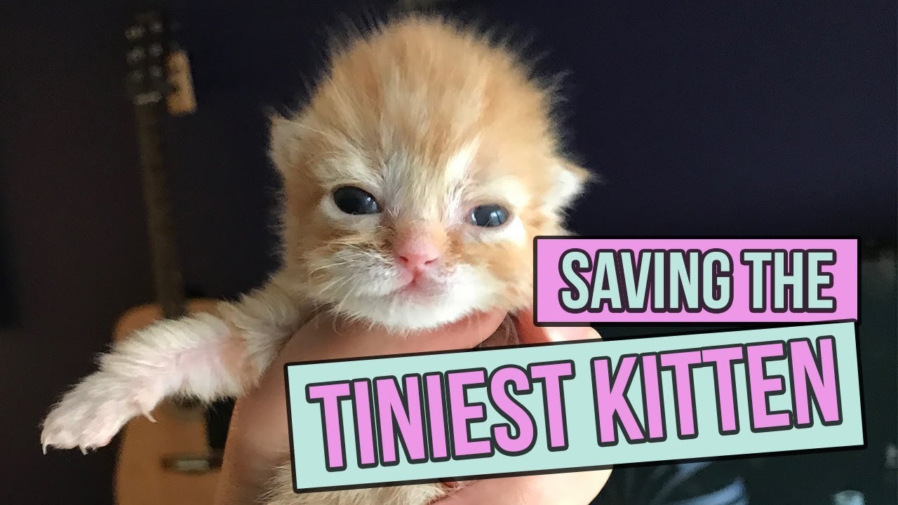 found newborn kitten