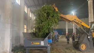 Forest Residue Branch High Capacity Wood Chipper by Sherry Zhang 57 views 1 month ago 1 minute, 39 seconds