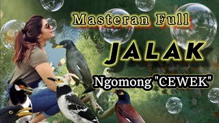 Masteran burung jalak ngomong cewek!!Putarkan suara ini dgn rutin biar bisa ngomong..