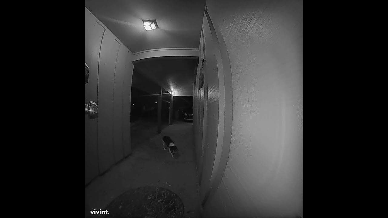 Dog Rings Doorbell to be Let Inside ViralHog YouTube