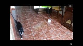Cat meowing but it’s earrape