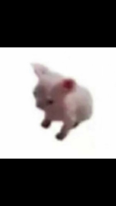 Кот танцует мем гиф