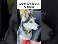 スタバじゃないとダメな犬 #犬 #動物