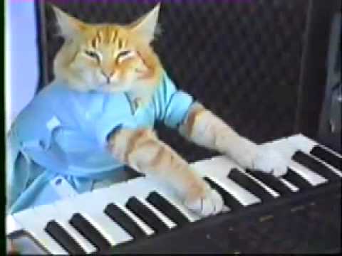 Mann Spielt Klavier Mit Katze