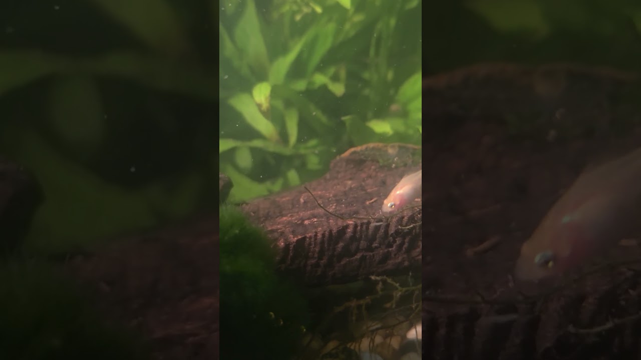 two shrimps cleaning together 