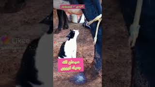 سبحان الله