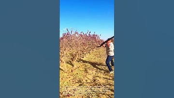 Jujube Harvest: A Bountiful Red Date Bonanza!