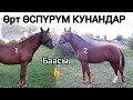 БОЮ ЧОҢ ӨРТ КУНАНДАР УШУЛАР 🔥 БААСЫ ДА БАП ☝️БОЮ БИР АЛТЫМЫШ БЕШ 2 КУНАН САТЫЛАТ