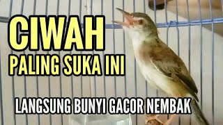 Prenjak klik /CIWAH GACOR pancingan bahan ombyokan agar nembak gacor