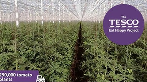 Tasty Tomatoes: from farm to fork