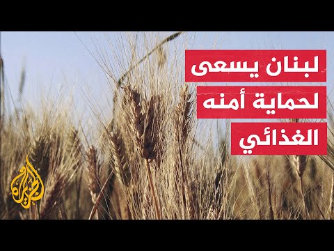 خطة حكومية للنهوض بقطاع إنتاج القمح في لبنان