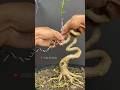 Making a Cobra Style Bonsai