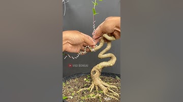 Making a Cobra Style Bonsai