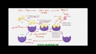 FSc Biology Book1, CH 3, LEC 1: Enzymes Introduction, Structure and Function.