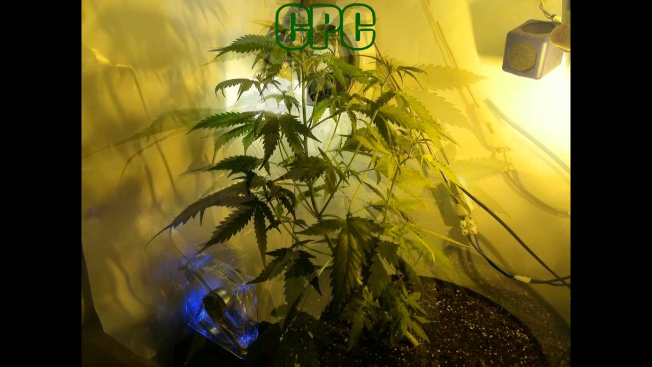 Sweet Afghani Delicious - Jurnal 07