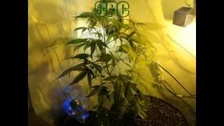 Sweet Afghani Delicious - Jurnal 07