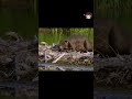 Beaver ki engineering dekh ke insan bhi shock ho jaye 😱🦫 Nature ka asli engineer!
