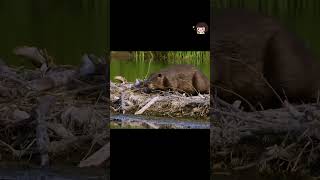 Beaver ki engineering dekh ke insan bhi shock ho jaye 😱🦫 Nature ka asli engineer!