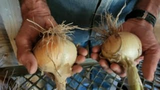 WOW! We Didn&#39;t Think They Would Grow BIG ONIONS!  Onions Grown from Seeds