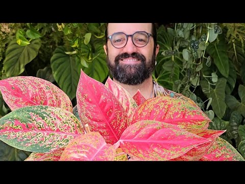 Vídeo: A floricultura está na moda e linda. jardinagem ornamental