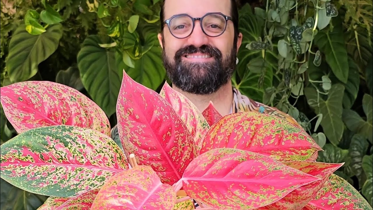 SURTEI QUANDO VI ESSAS AGLAONEMAS - plantas - araceae