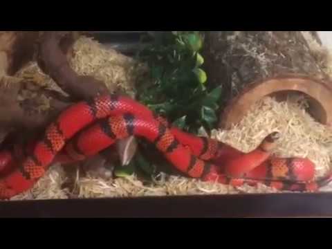 honduran milksnake enclosure honduran milksnake enclosure