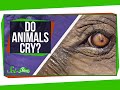 Do Animals Cry?