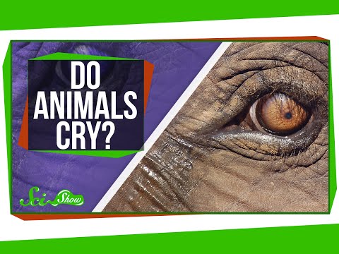 Video: Can Animals Cry? - Alternative View