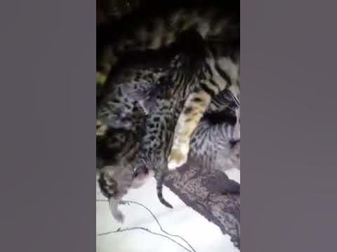 Котятаа!!!!!!!!!!!!!!! - YouTube