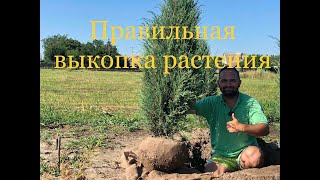 Как правильно выкопать растение