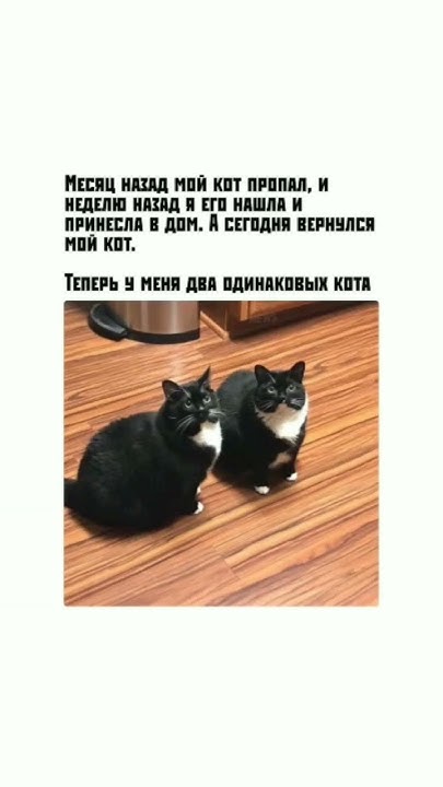 #shorts #мемы #котики - YouTube