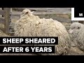 Sheep Finally Sheared After 6 Years of Being Lost in the Wilderness