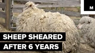 Sheep Finally Sheared After 6 Years of Being Lost in the Wilderness