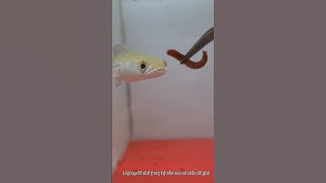 Lóc yellow batik 10cm #shots #channa