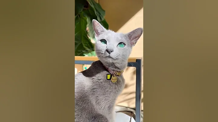 Video 10462401: cat wild savannah, savannah's live, tiny cat