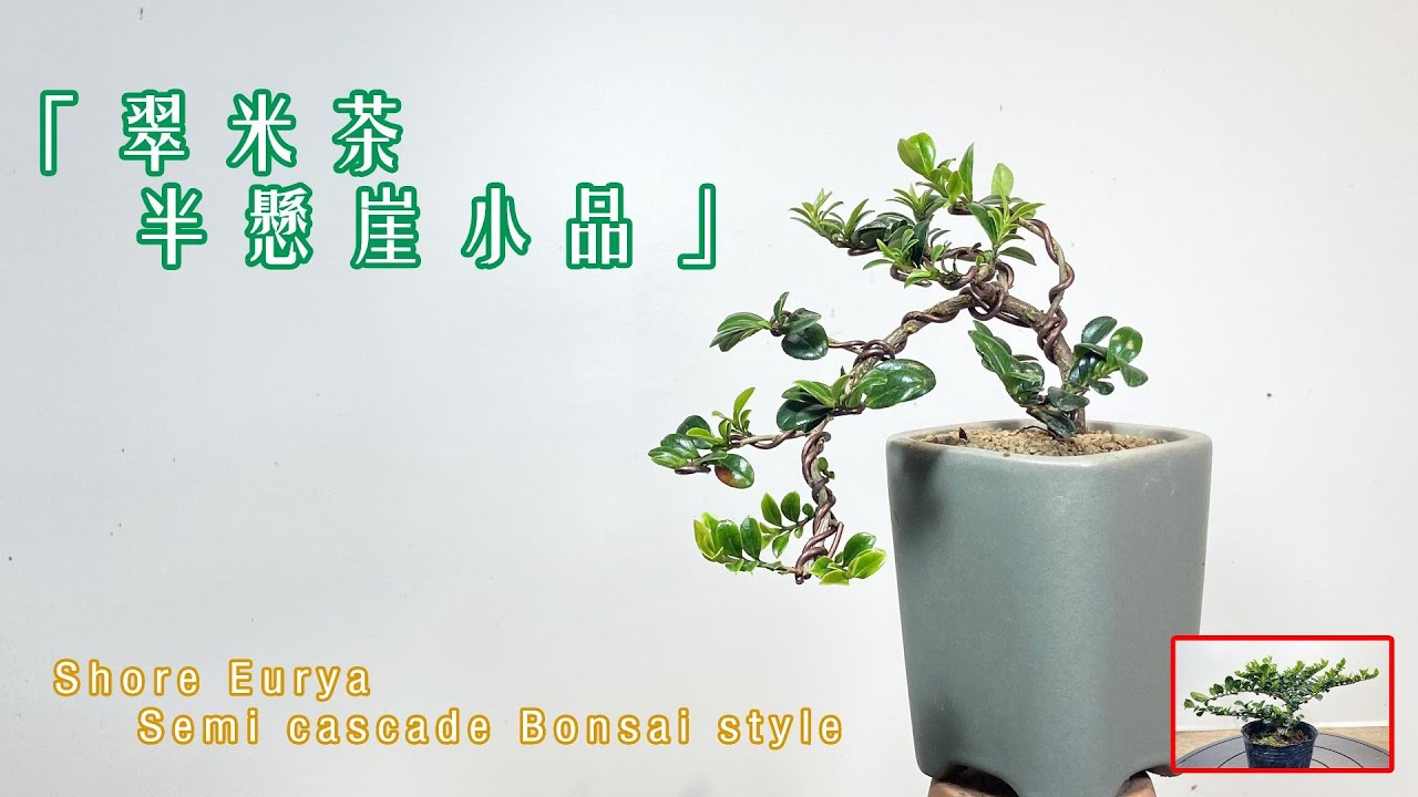 油亮葉片質感，翠米茶半懸崖小品盆栽Shore Eurya semi cascade bonsai