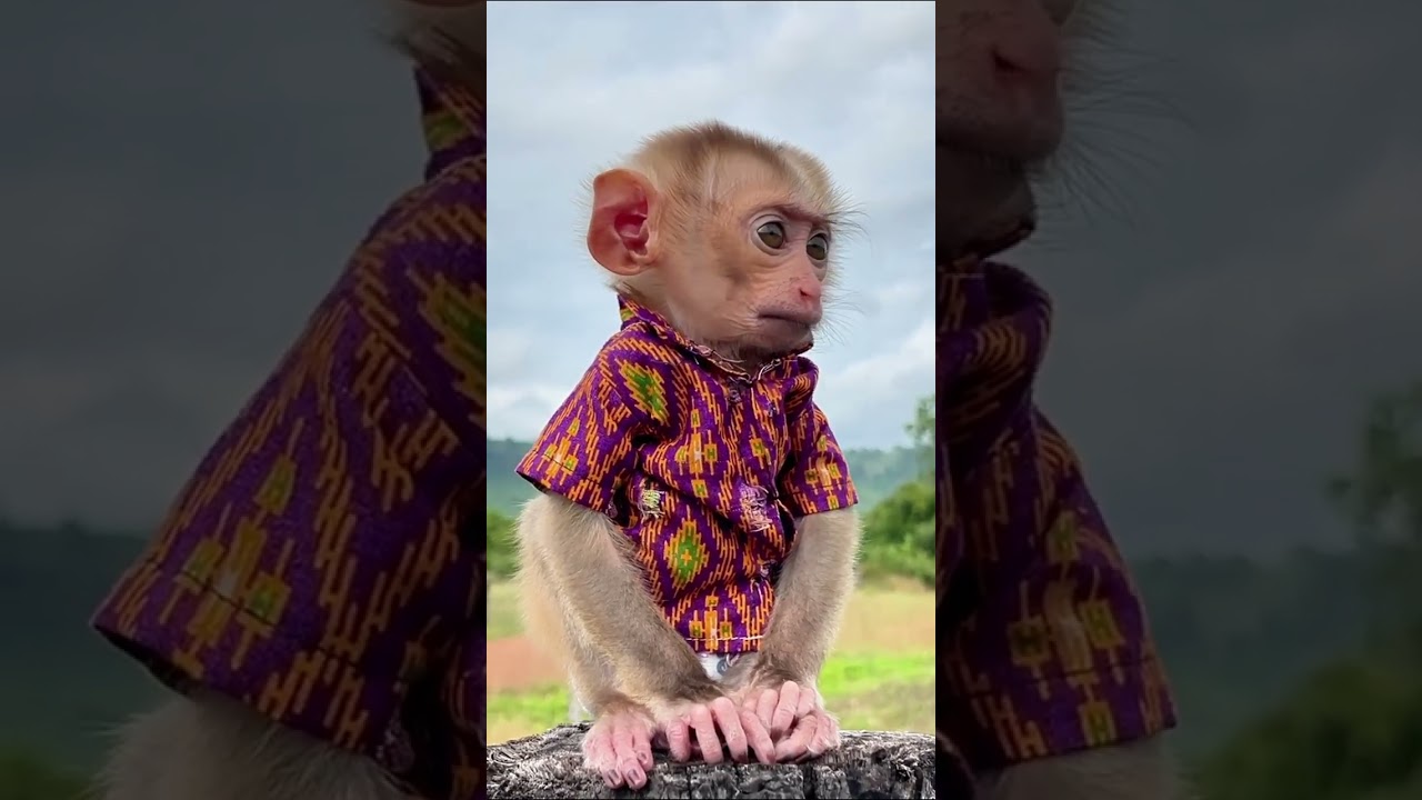 Meet the Internet’s Cutest Monkey 🐒 