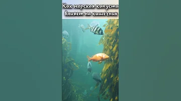 Как морская капуста влияет на кишечник? #shorts