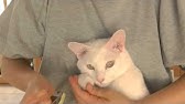 くるねこ くるねこ