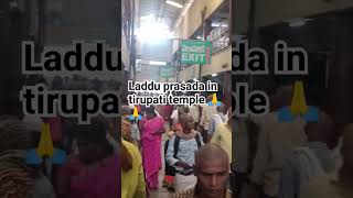 Laddu prasada in tirupati temple tirupatibalaji govindahyderabad