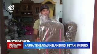 TULUNGAGUNG - Harga Tembakau Melambung, Petani Di Tulungagung Untung