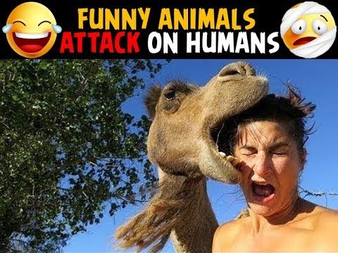 Funny pets animals compilation video😂Try not to laugh 2021 tiktok funny viral video.Animals videos.