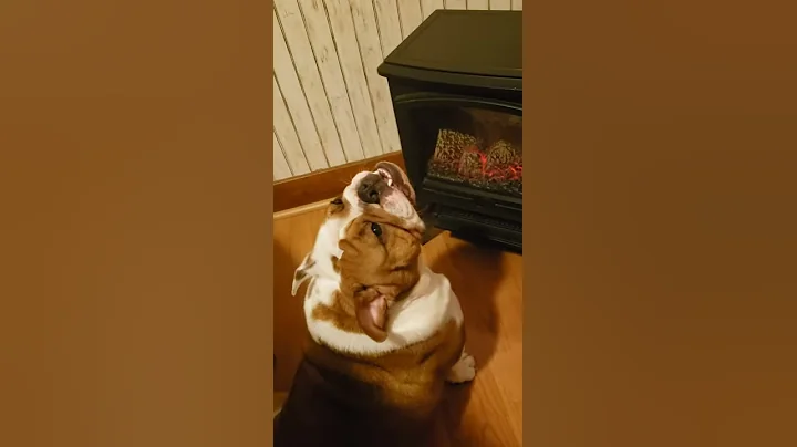 Lily the English Bulldog...Keepin...  warm with a ...