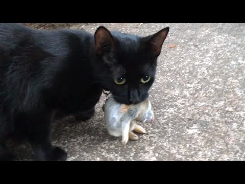 Video: In Transcarpathia, An Unknown Animal Eats Rabbits And Cats - Alternative View