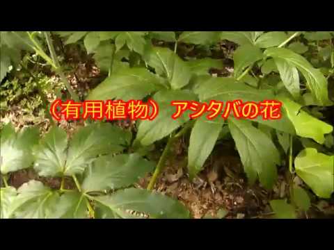 有用植物 アシタバの花 Youtube